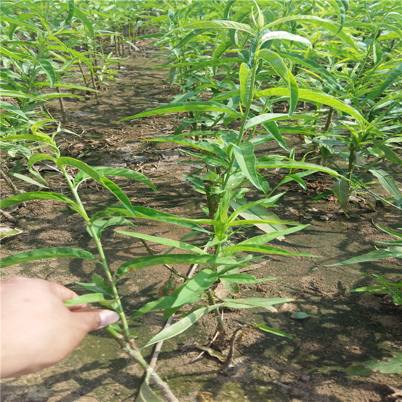 黄家冠桃树苗价格深加工桃树苗品种黄金冠