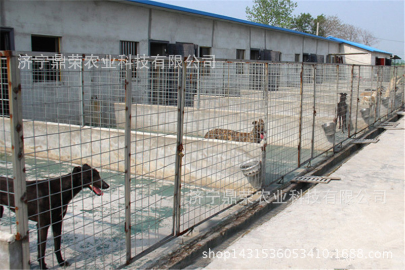 格力犬1400元/只起 灵缇犬的价格 灵缇犬最新猎兔技巧_格力犬交易_狗