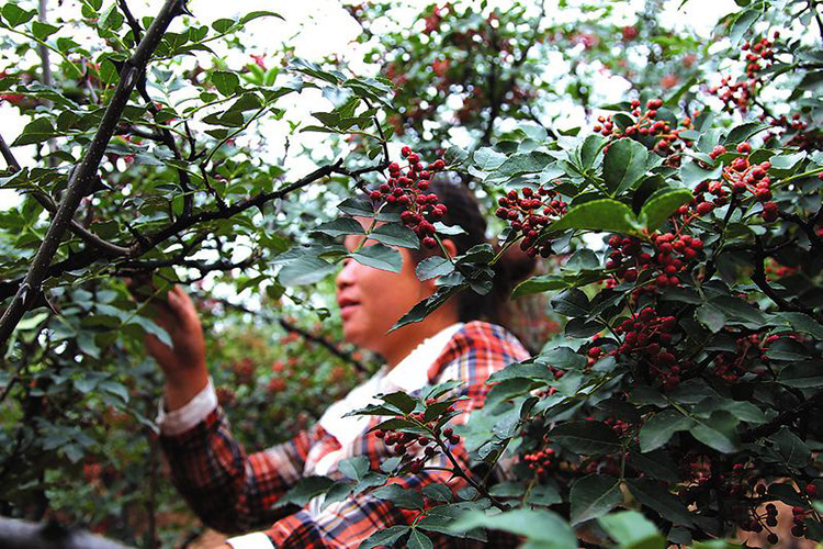 散装批发    成都五块石农副产品批发市场 批发正宗四川汉源花椒