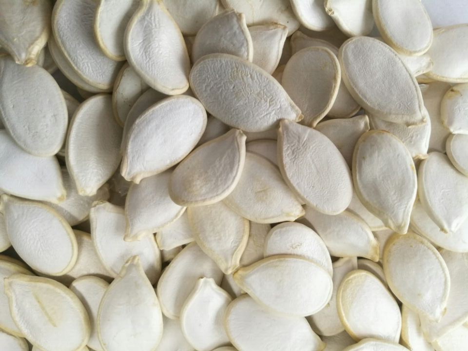 长年供应白瓜子雪白瓜子出口品质可做炒货用