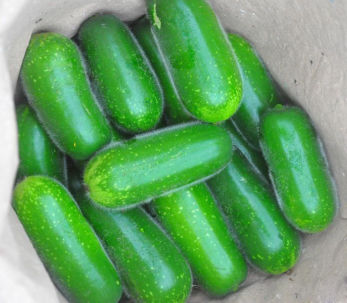 特色蔬菜批发 毛节瓜 迷你小冬瓜