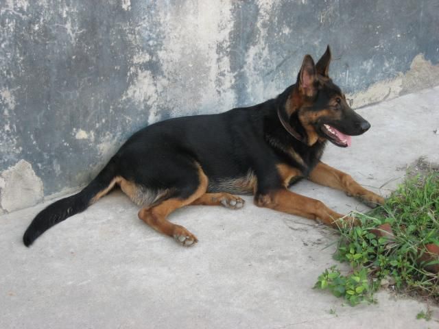 狼青犬价格 狼青犬养殖场 狼青犬多少钱 包成活包运