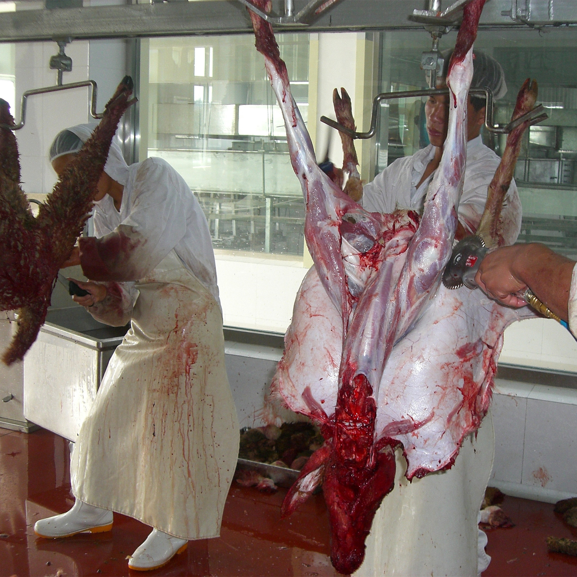 羊放血输送系统|羊预剥输送系统|羊胴体输送系统|羊屠宰设备