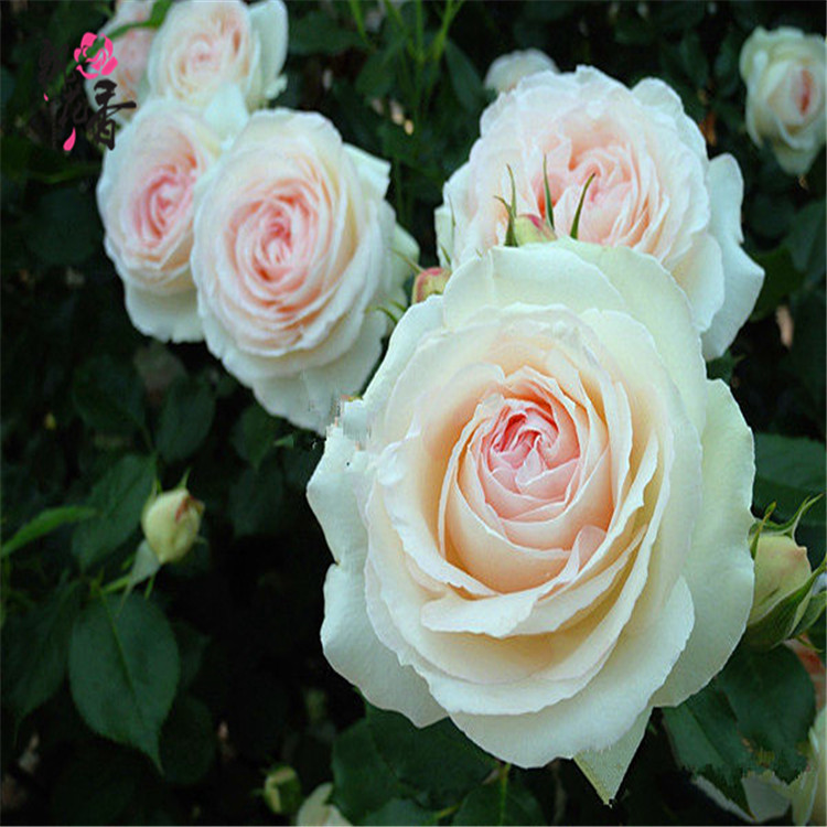 批发欧洲藤本月季 白色龙沙宝石