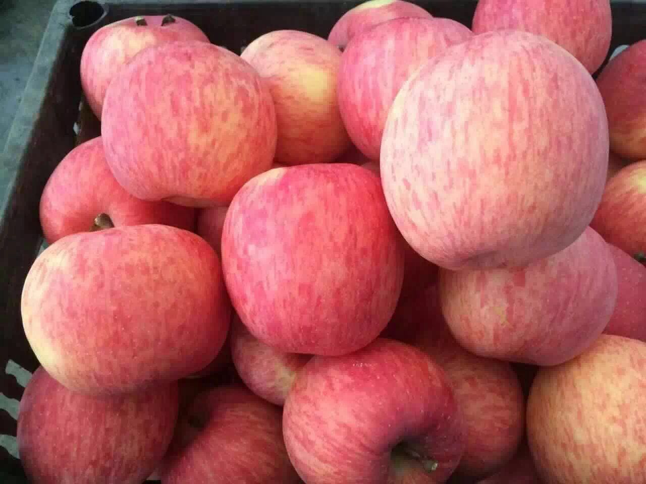 招募苹果批发商