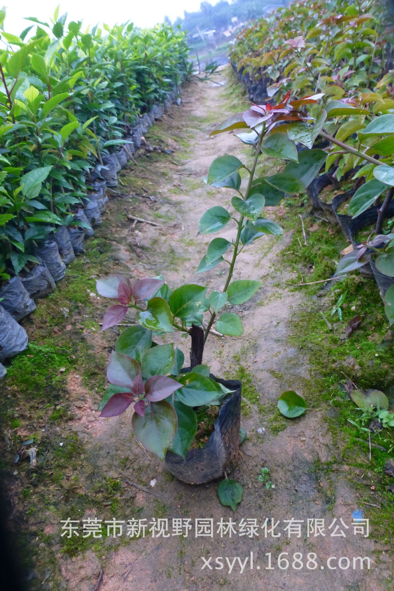 红花三角梅九重葛三叶梅勒杜鹃三角花20-30公分高袋苗