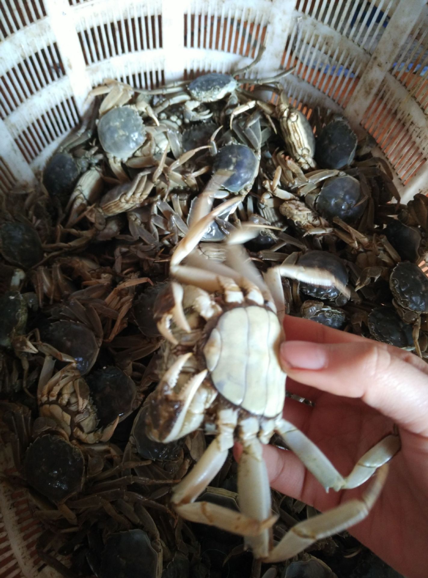 全母小闸蟹香辣小闸蟹香辣蟹