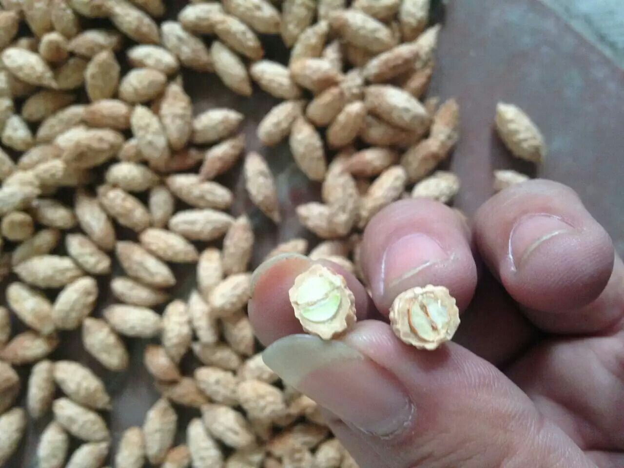 供应台湾大青枣种子 云南牛奶枣种子越南毛叶枣 基地直销 新货