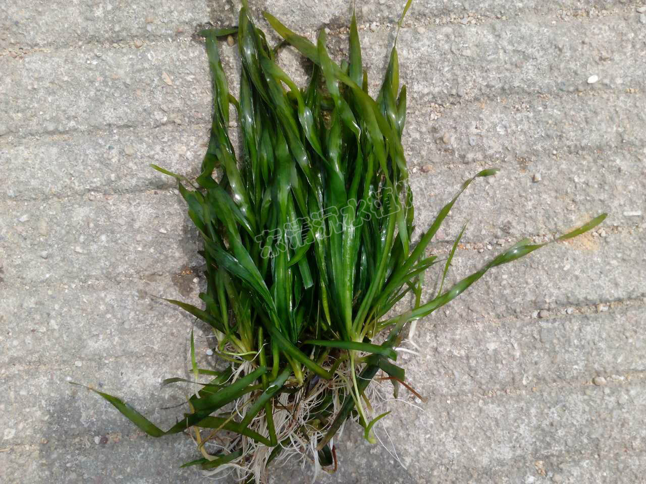 耐寒矮生苦草亚洲苦草水生态沉水植物