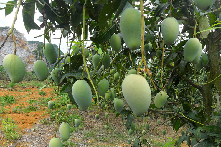 广西特产5斤装新鲜玉芒果 果大皮薄多汁细腻玉芒果 新鲜水果批发