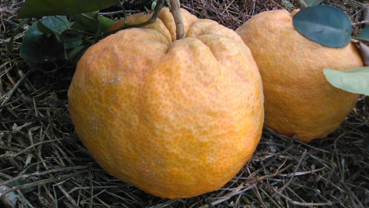 发财柑大吉大利