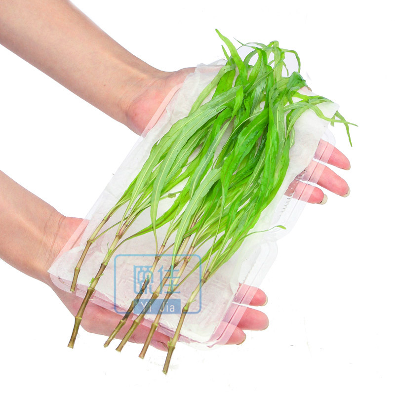 湖柳水草 湖草 中后景水草 水族箱鱼缸造景 真水草 活体 一包