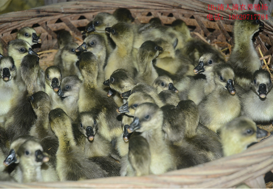 广东烧鹅专用 清远马岗杂鹅苗 灰鹅苗 乌鬃鹅苗 黑棕鹅苗