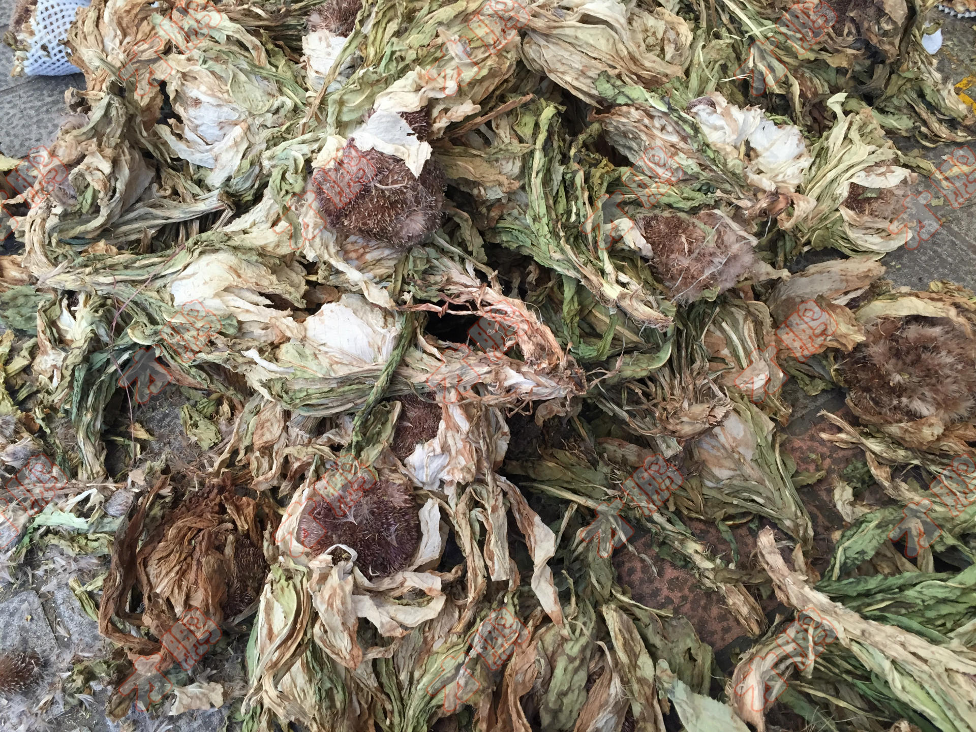 供应批发 天山雪莲花 新疆大朵 多规格10~80克每朵 一.