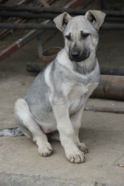 狼青犬价格 狼青犬养殖场 两个月狼青犬出售