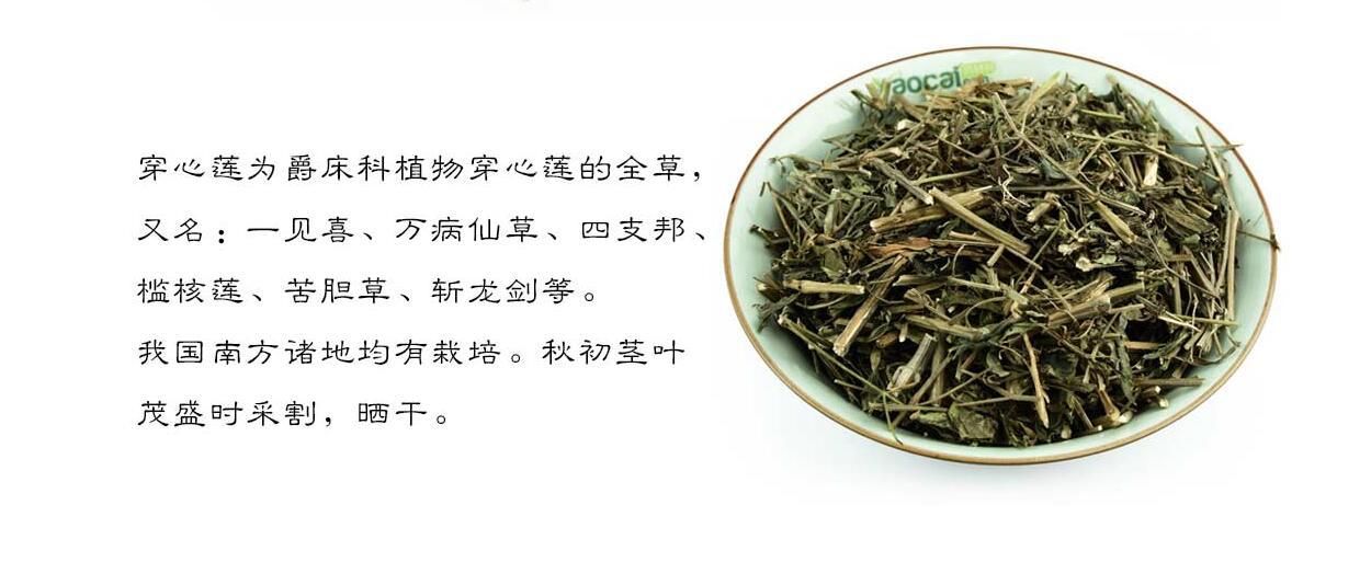 穿心莲 斩舌剑,苦草,苦胆草 中药材批发 包邮