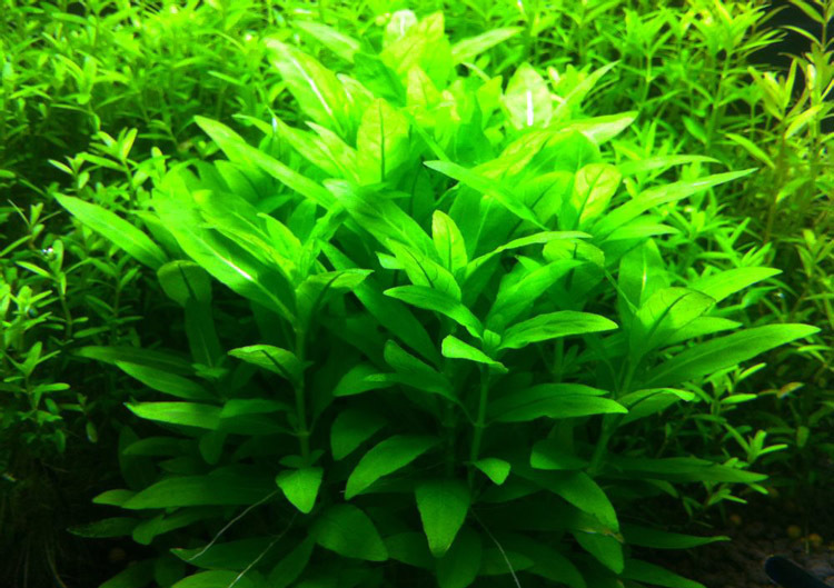 鱼缸水草活体 前景水草造景装饰 草坪 南美叉柱花 约4至6支每杯