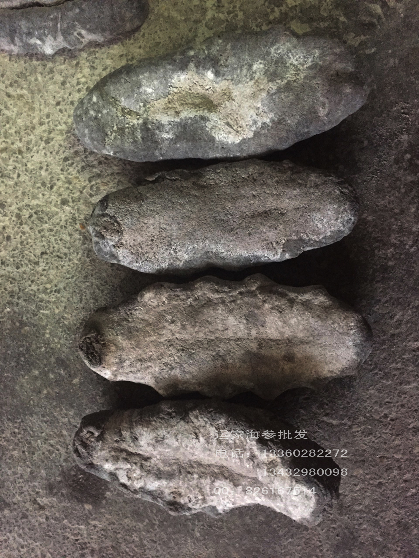 本公司专营猪婆参 梅花参 靴参 刺王参 明秃参 白猪婆参 黑猪婆 