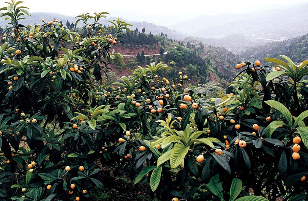 大五星枇杷的栽培技术 大五星枇杷苗批发 龙泉大五星枇杷