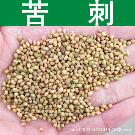 中药材种子新采苦刺种子苦刺花种子狼牙刺种子铁马胡烧白刺花种子