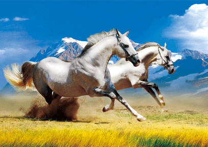 壁纸 动物 马 骑马 408_289 gif 动态图 动图