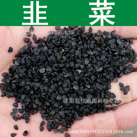 蔬菜种子优质韭菜种子阳台种植韭菜籽山韭扁菜发芽率高实景拍摄