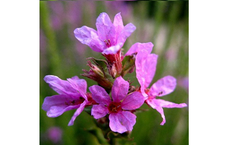 莲情谷 莲情文化园 千屈菜 水枝柳 水柳水生植物成品苗