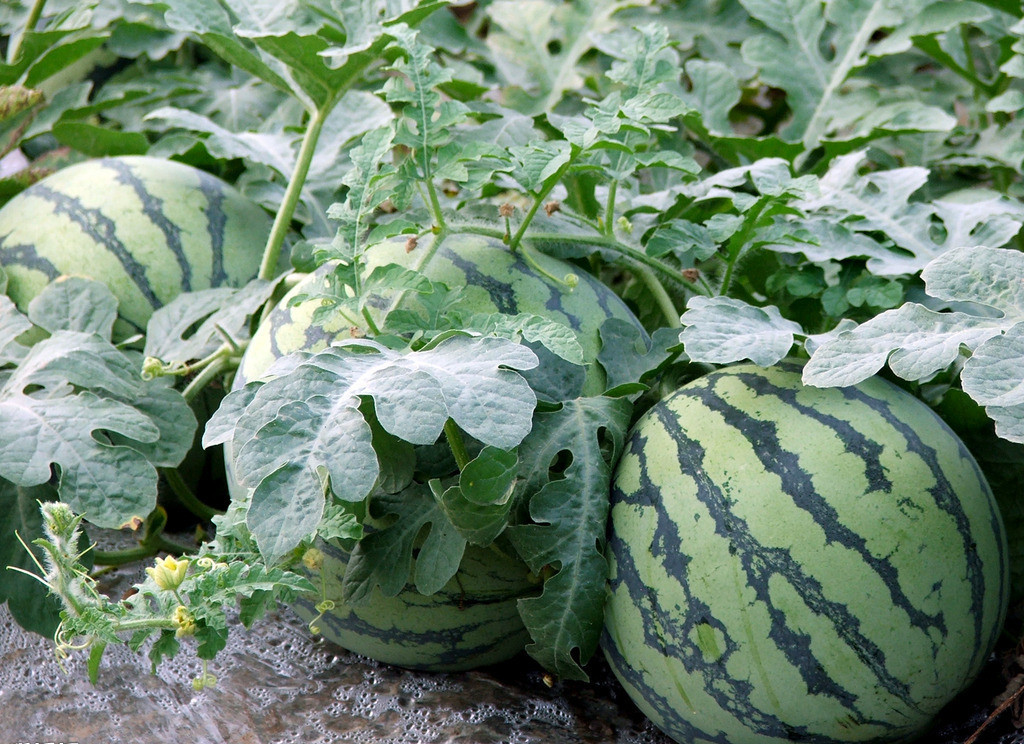 批发西瓜,京欣西瓜价格,8424西瓜,包运输成熟