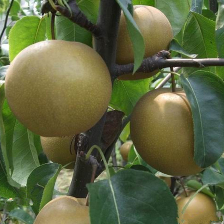 2016年甜优级常州焦溪蜜梨翠冠梨82梨子江苏水果特产雪梨