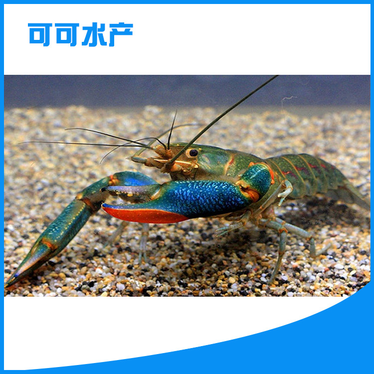 淡水虾养殖_淡水虾养殖供应商_淡水虾养殖批