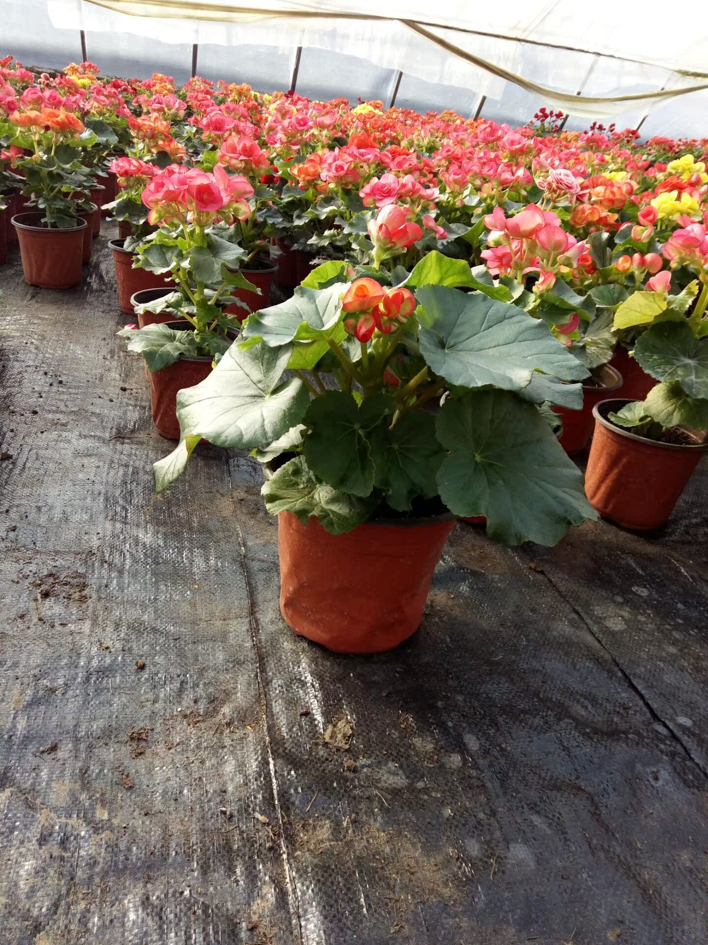 四季海棠基地销售 四季花卉观赏植物四季秋海棠 玻璃翠蚬肉海棠