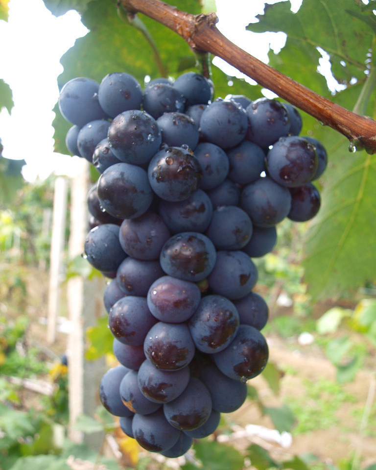 香悦葡萄 粒大 产量品质好