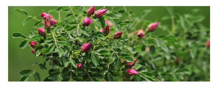 兰州苦水玫瑰花茶 甘肃特产永登 苦水玫瑰花散装蕾天然无硫花蕾