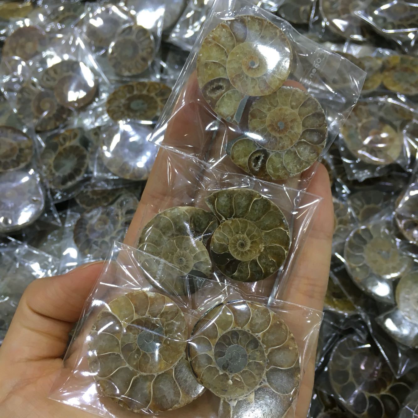 马达加斯加海螺化石小切片 开片螺 菊石 古生物化石 教学标本