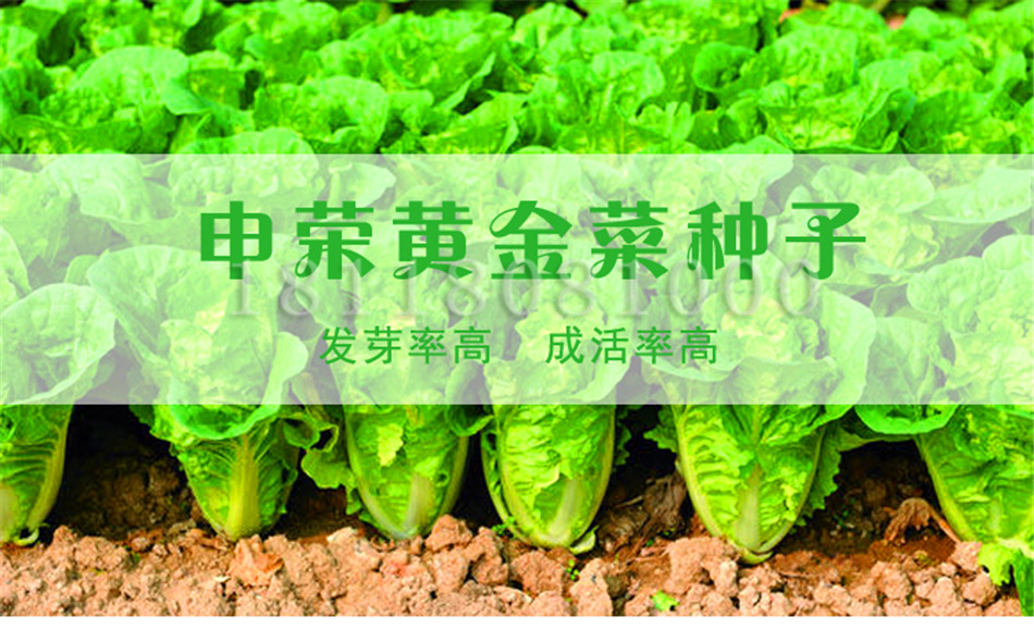 申荣黄金菜种子10g 黄心白菜 微型大白菜 娃娃菜可作快菜