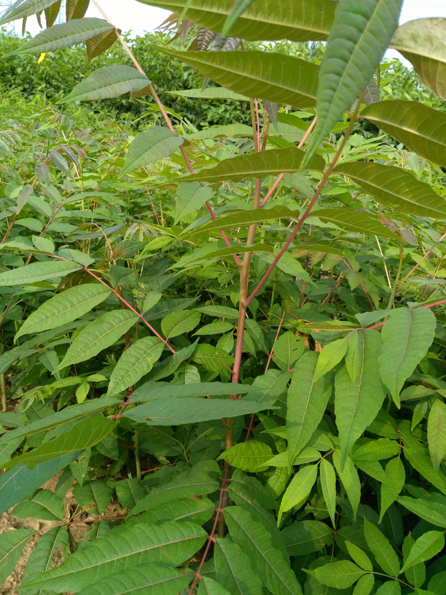 5-3公分的红油香椿苗 大棚矮化香椿苗