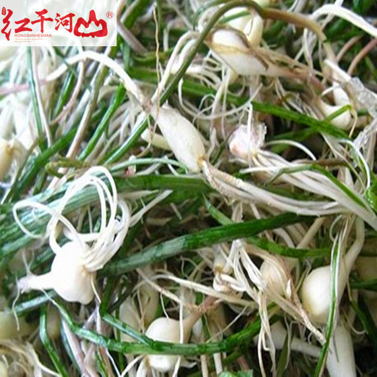 大脑嘣 东北新鲜野生山野菜 小根菜大脑瓜嘣小根蒜野生山菜