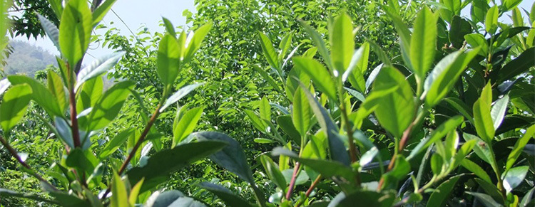 苦丁茶 海南千年苦丁王 清热去火 养生茶品 怕上火必备 500克批发