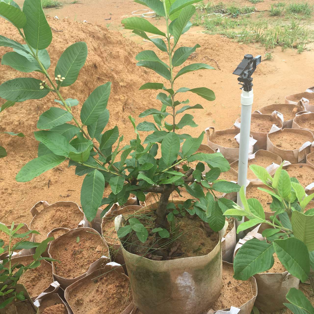 基地大量新品种珍珠芭乐苗红心番石榴苗红心芭乐果苗批发量大免邮