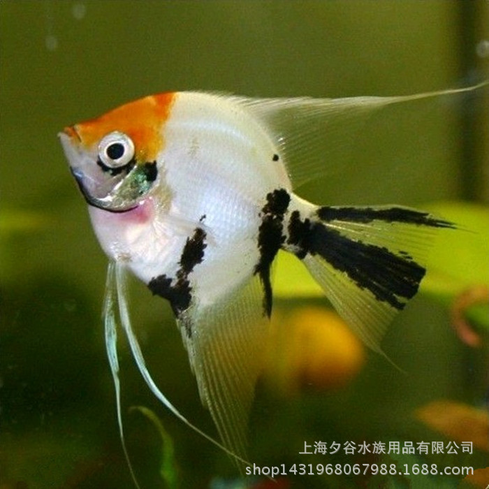 观赏鱼热带观赏鱼红头三色神仙鱼燕鱼大量批发量大优惠