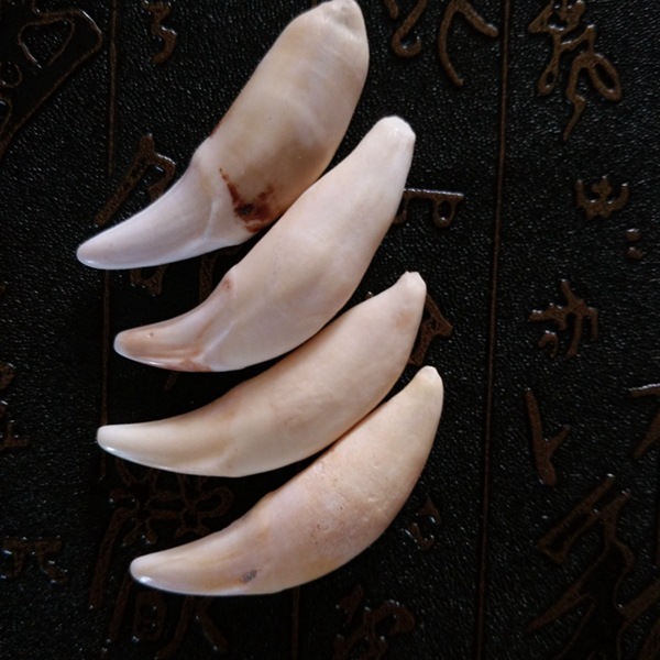 厂家直销 精美 天然狼狗牙 仿狼牙 收藏佳品