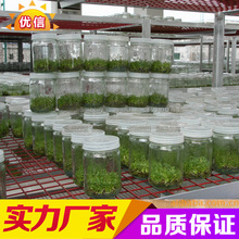 厂家供应350ml组培瓶 240ml组培玻璃瓶 耐高温组培瓶 菌种玻璃