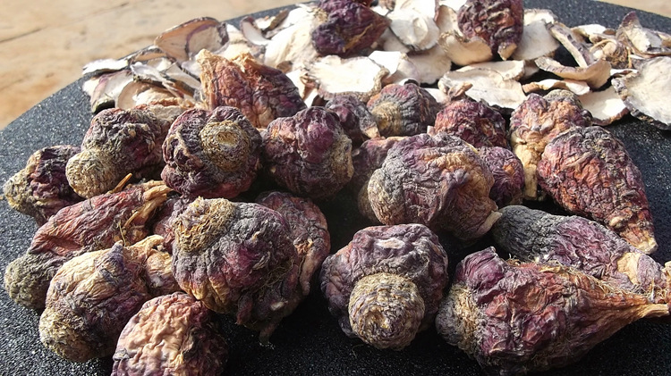 3500米高海拔特产紫玛卡圆形散装18年新货紫玛咖干果 紫玛卡玛咖