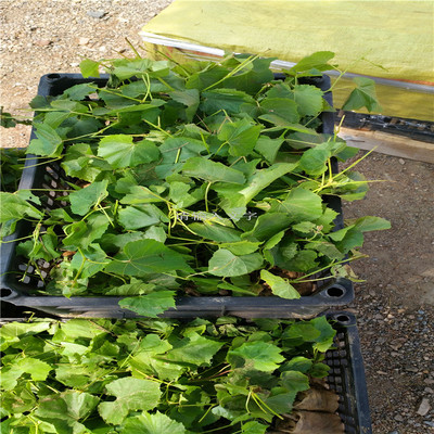 无核早红葡萄苗红宝石葡萄苗扦插 嫁接红宝石葡萄树小苗