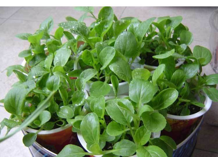 鸡毛菜种子种籽18天四季小白菜青菜油菜上海青阳台盆栽蔬菜蔬莱孑