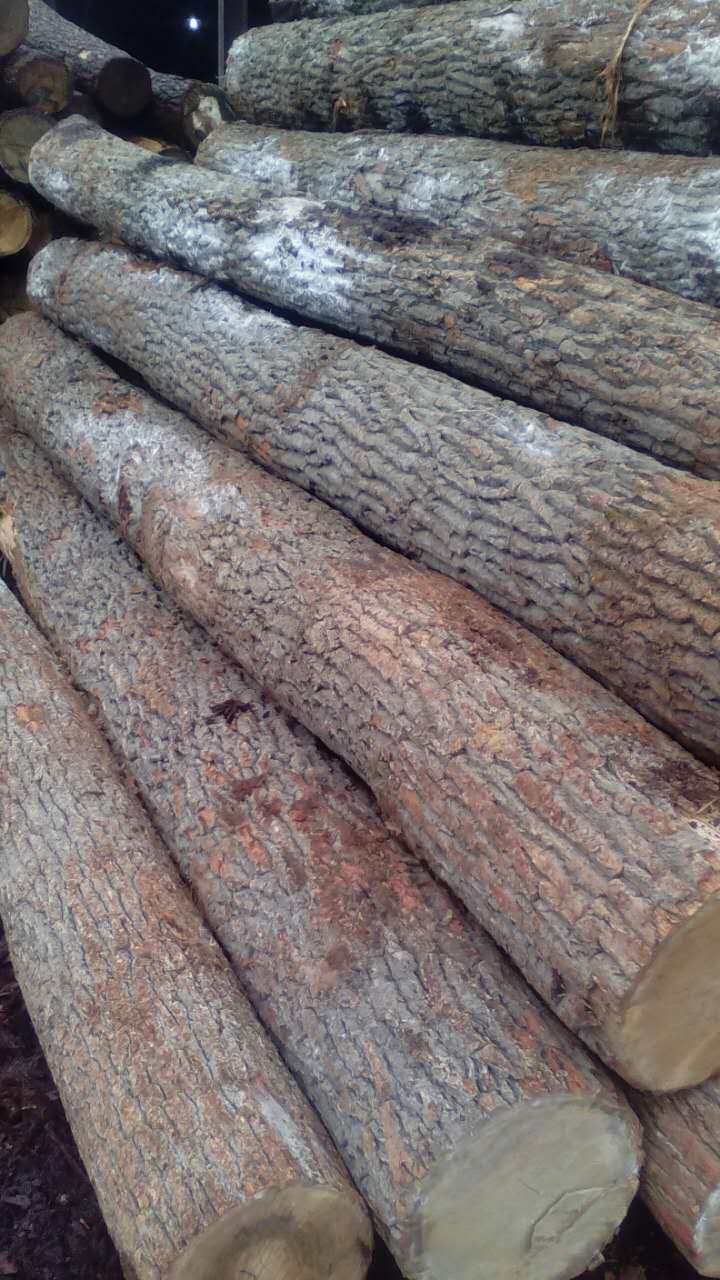 山东青岛厂家供应乌克兰橡木 柞木原木 可定制加工地板料 家.