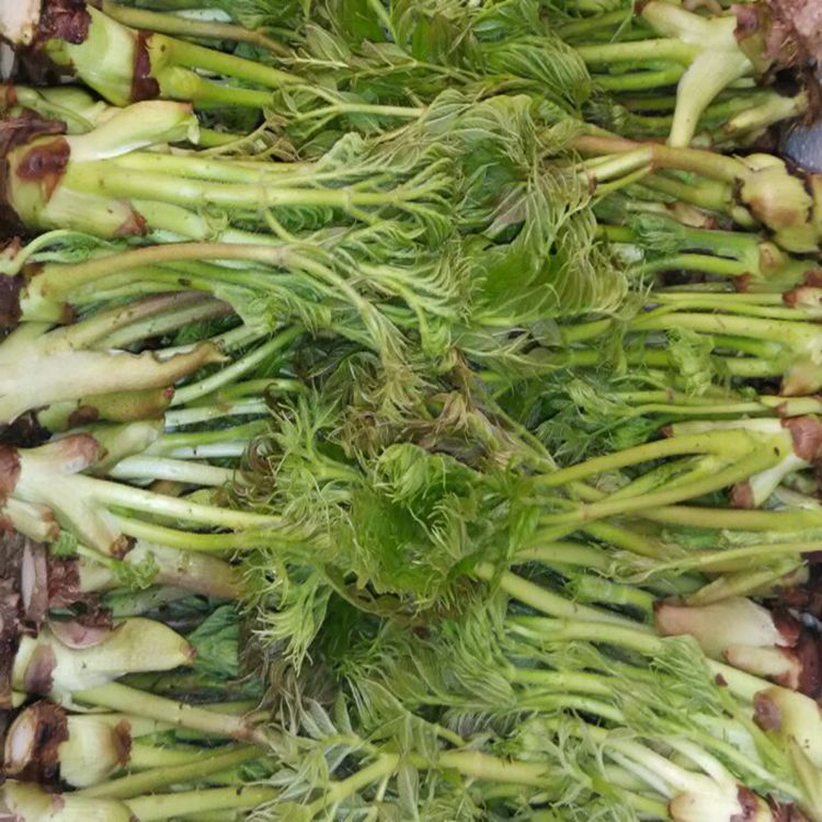 东北新鲜山野菜刺嫩芽龙芽菜 刺老芽新鲜山菜500克上市啦