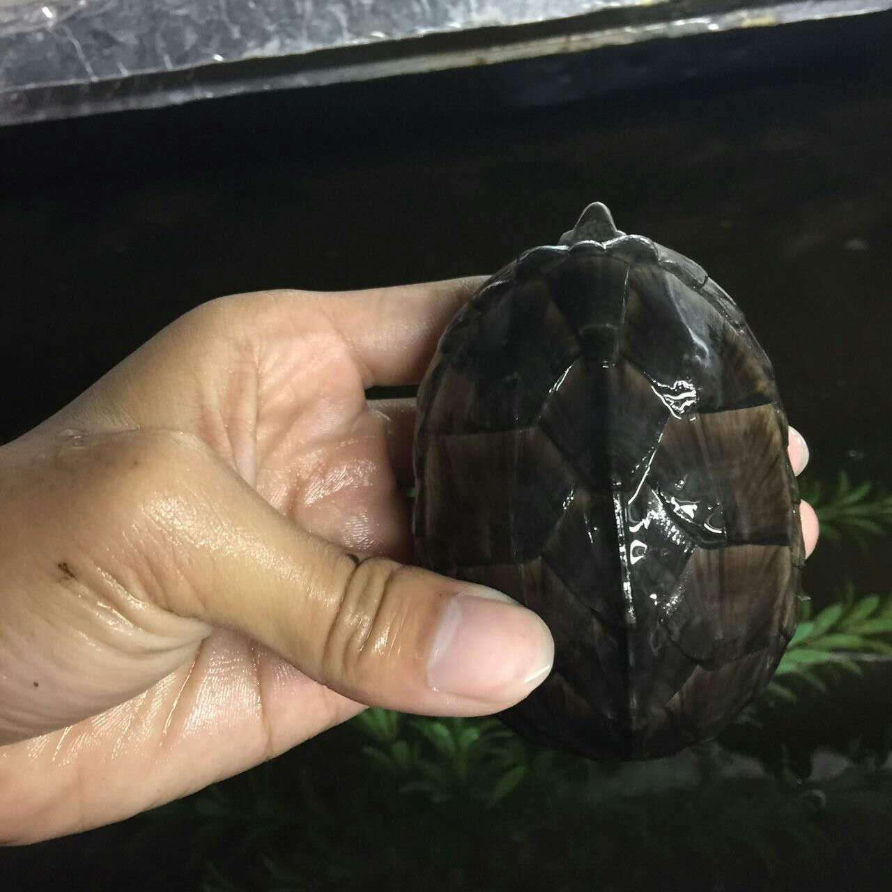 麝香龟射香龟剃刀龟宠物观赏深水乌龟蛋龟活体大量批