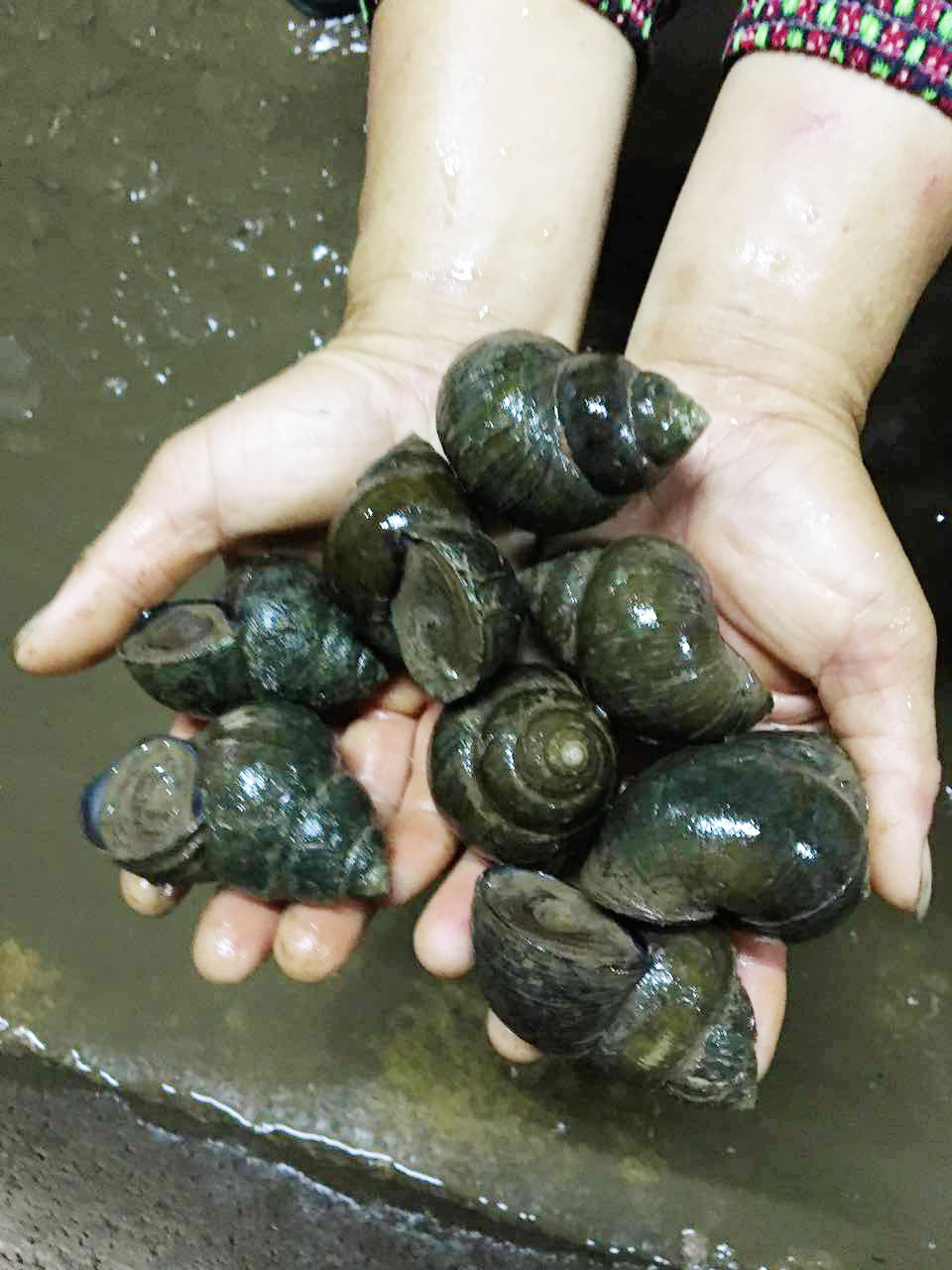 特种水产养殖 商品田螺 原生态防野生养殖 长年大量供应