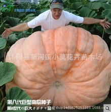 春播稀有特菜蔬菜 四季观光园 第八代巨型南瓜种植种子